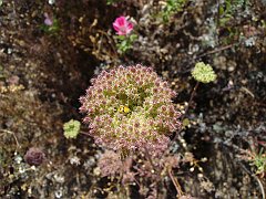daucus pusillus